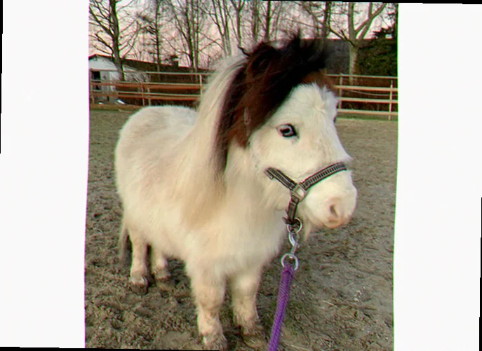 Miniature shetlænder i haven