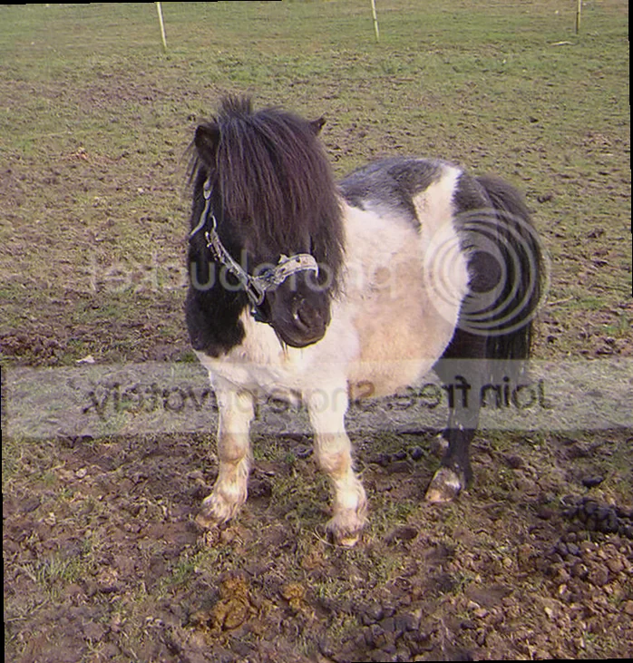 Miniature shetlænder hvalpe leger