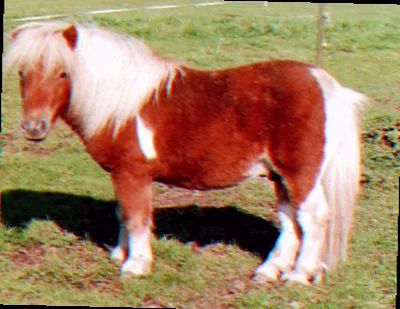 Miniature shetlænder i naturen
