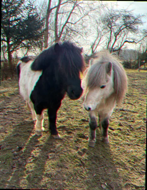 Miniature shetlænder i sne