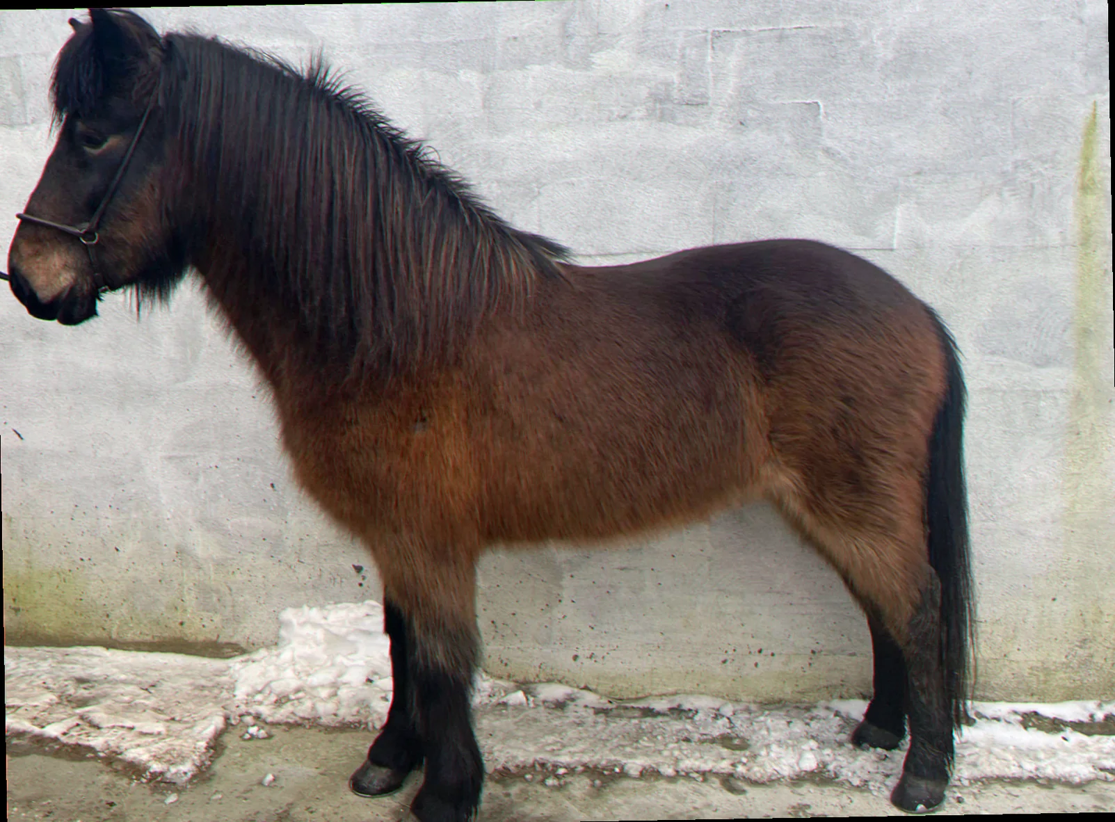 Miniature shetlænder hvalpe sover